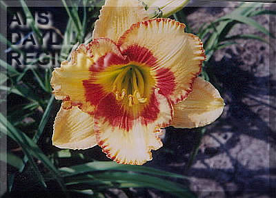 Flint Hills Flanagan Flame AHS image
