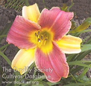 Late Calypso AHS image