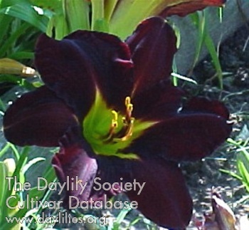 Timbercreek Ace AHS image