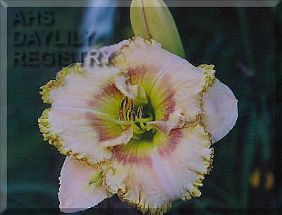 Lemon Delicious AHS image