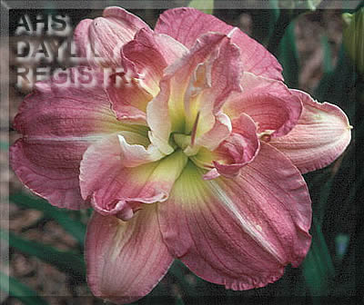 Larry Young's Wow AHS image