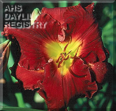 Ruffled Thunder AHS image
