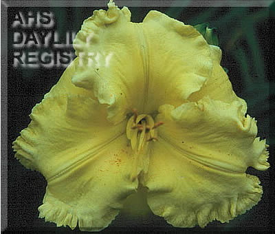Electric Lemon Lace AHS image