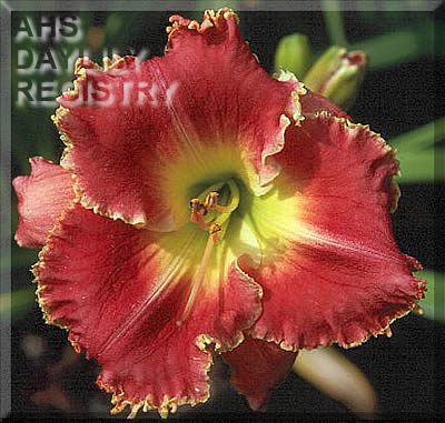 Rose Destiny AHS image