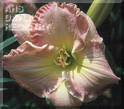 Shades of Beauty AHS image