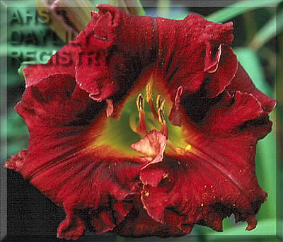 Ruby Cyclone AHS image