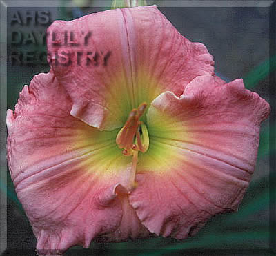Pink Electra AHS image