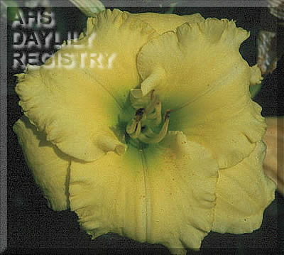 Lady of Athens AHS image