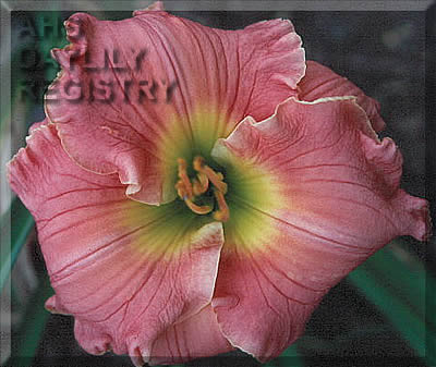 Coral Sensation AHS image