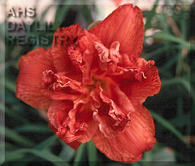 Cajun Delight AHS image