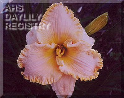 Poussière d'Ange AHS image