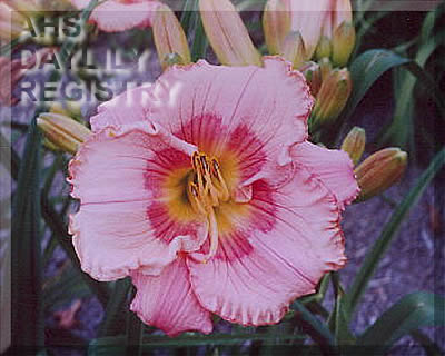 Jennie Hubert AHS image