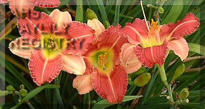 Han-lin AHS image