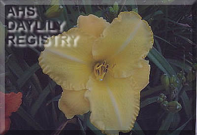 Joan's Joy AHS image