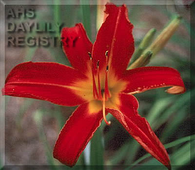 Phoenix Flame