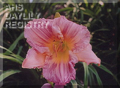 Strawberry Fool AHS image