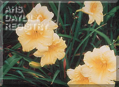 Carolina Citrine