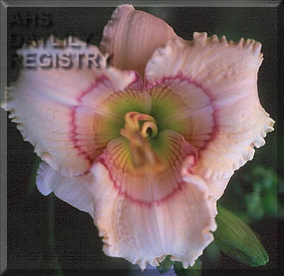 Tholian Web AHS image