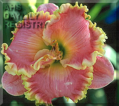Leslie Renee - American Daylily Society
