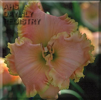 Zephyr's Song AHS image
