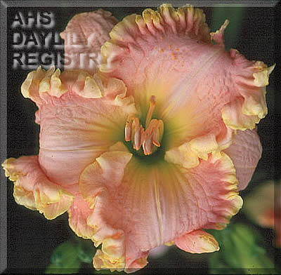 Singular Sensation AHS image