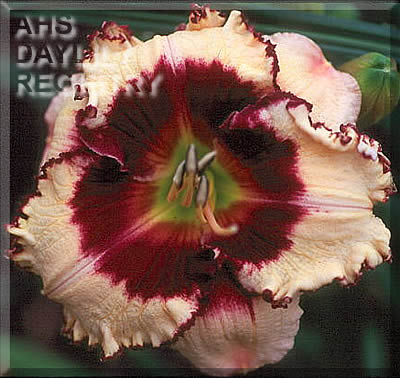 Junzi AHS image
