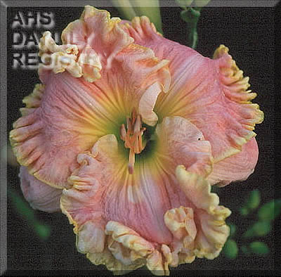 Judy Farquhar AHS image