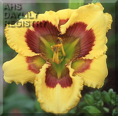 Optical Art AHS image