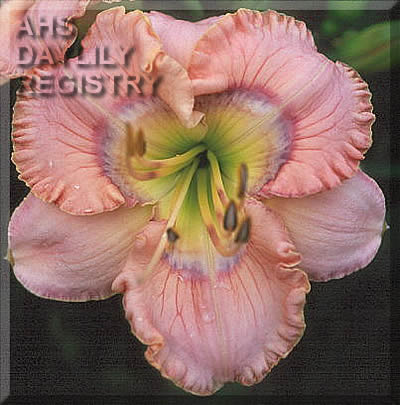 Metallic Butterfly AHS image