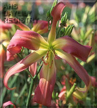 Orchid Waterfall AHS image