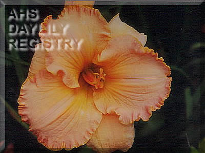 Dori Schaer AHS image