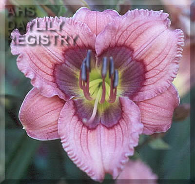 Pixie Plaything AHS image