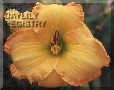 Abilene Golden Boy AHS image