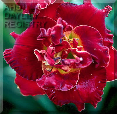 Garnet Corsage AHS image