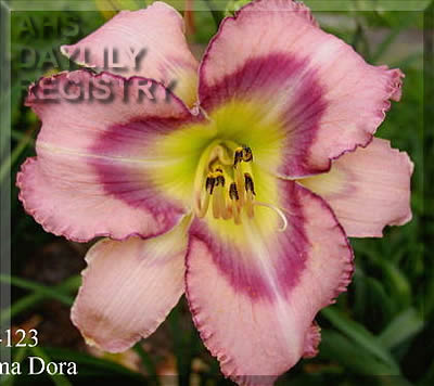 Alma Dora