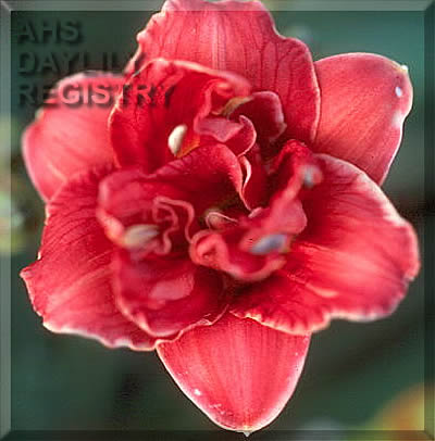 Little Red Baron AHS image