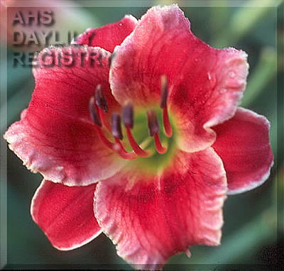 Little Red Flirt AHS image