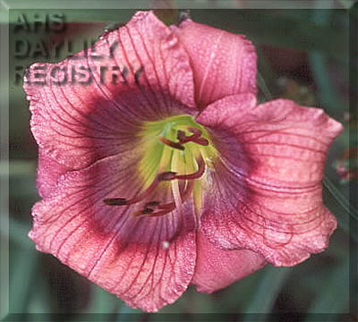 Magic Elf AHS image