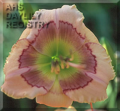 Quantum Singularity AHS image