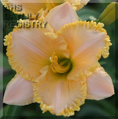 Dea AHS image