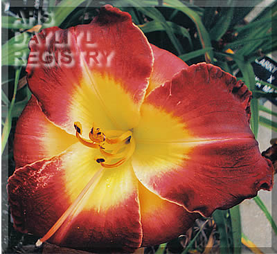 Mighty Cajun AHS image