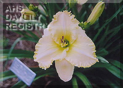 Joy Clark AHS image