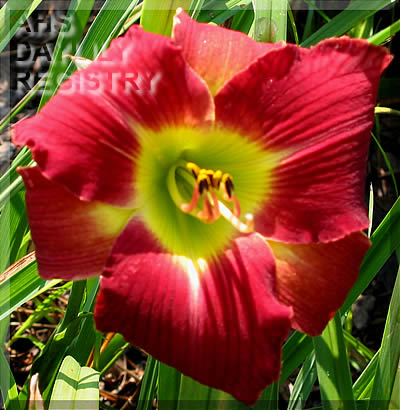 Elvis's Cape AHS image