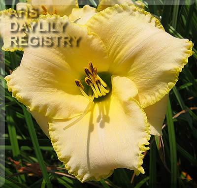 Golden Stitches AHS image