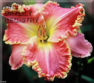 dress pink daylily Diana's Evening Gown