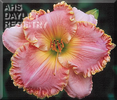 Kennesaw Mountain Romance AHS image