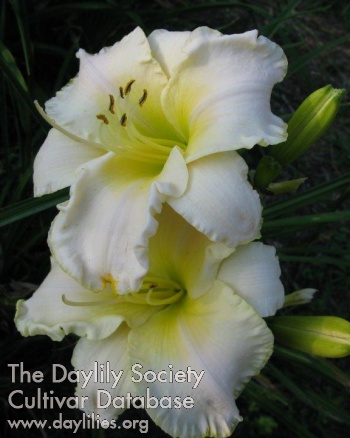 White Summer AHS image