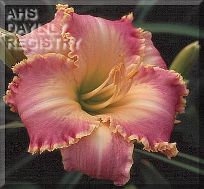 Chatham Choice AHS image
