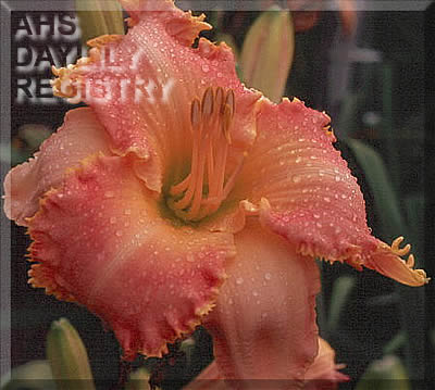 Feathered Frolic AHS image