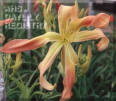 Whirling Whimsey AHS image
